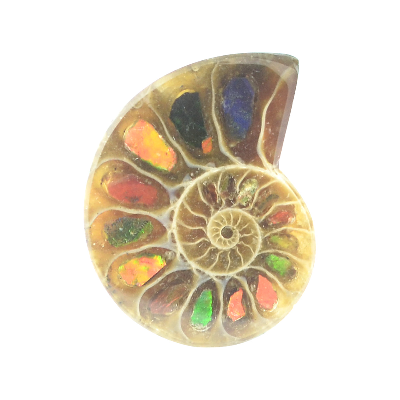 Ammonite with Ammolite Inlay 20-22 pcs