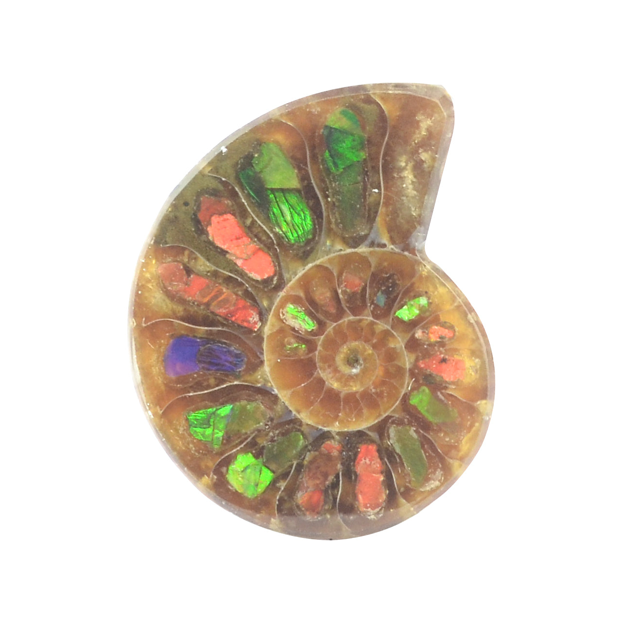 Ammonite with Ammolite Inlay 20-22 pcs