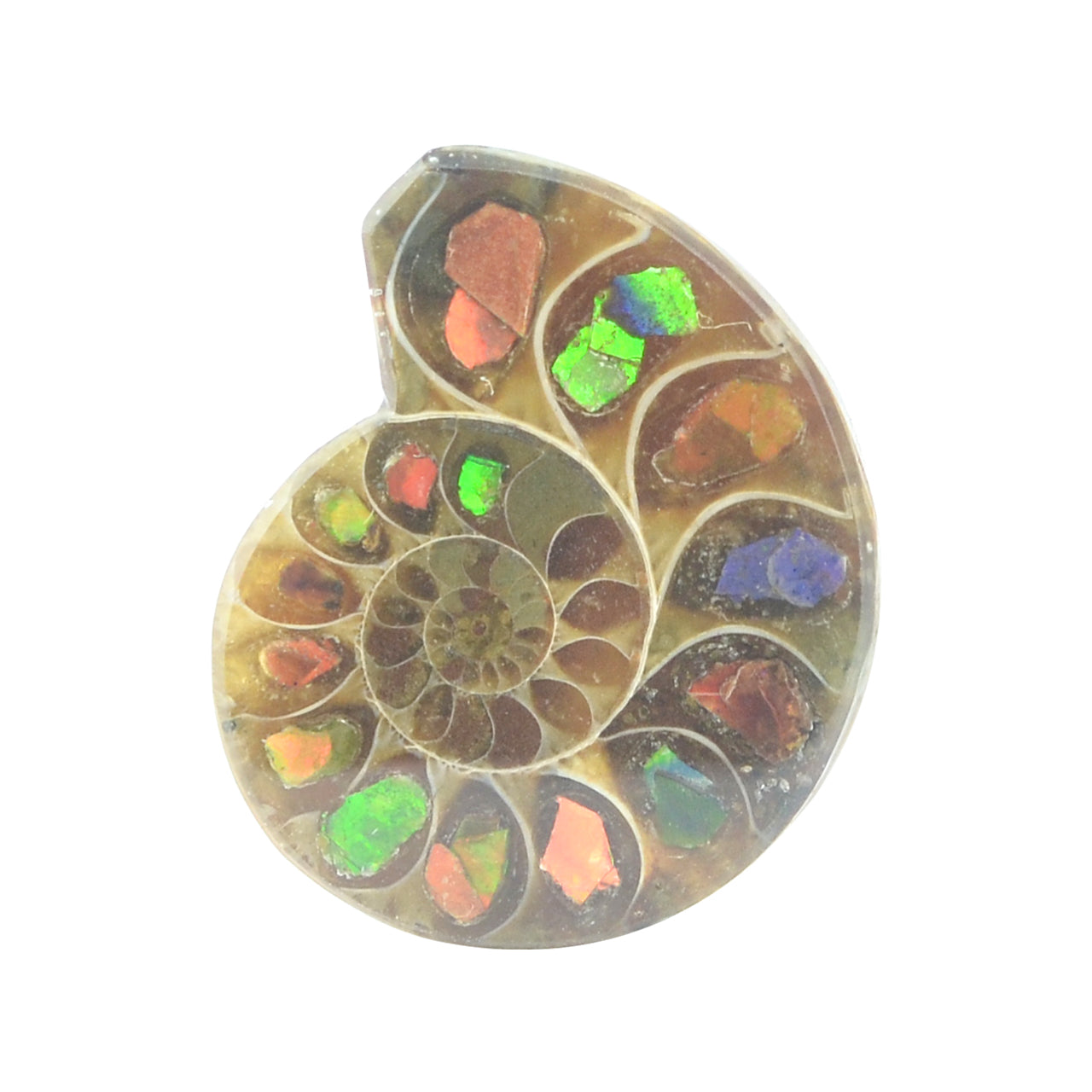 Ammonite with Ammolite Inlay 20-22 pcs