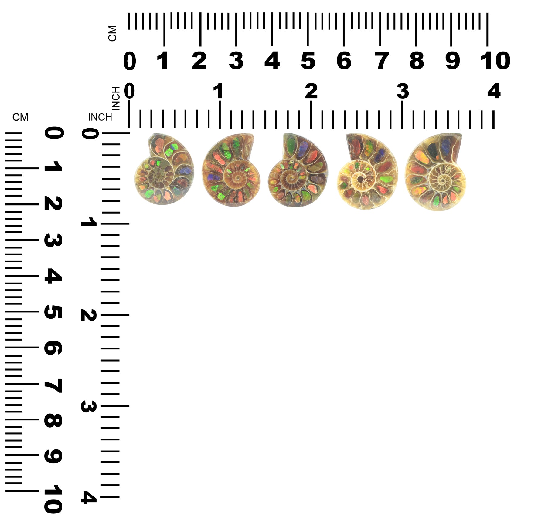 Ammonite with Ammolite Inlay 20-22 pcs