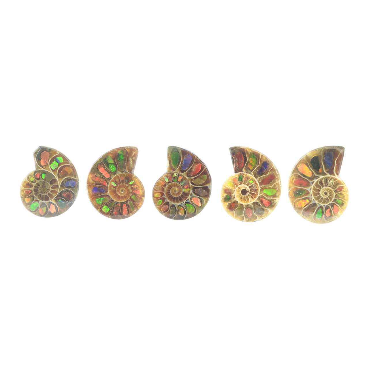 Ammonite with Ammolite Inlay 20-22 pcs