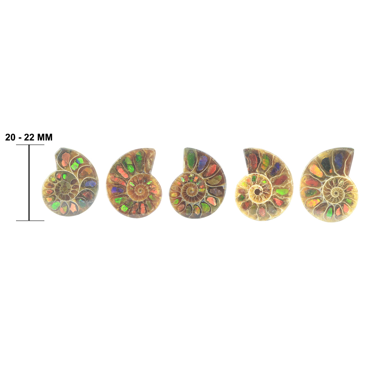 Ammonite with Ammolite Inlay 20-22 pcs