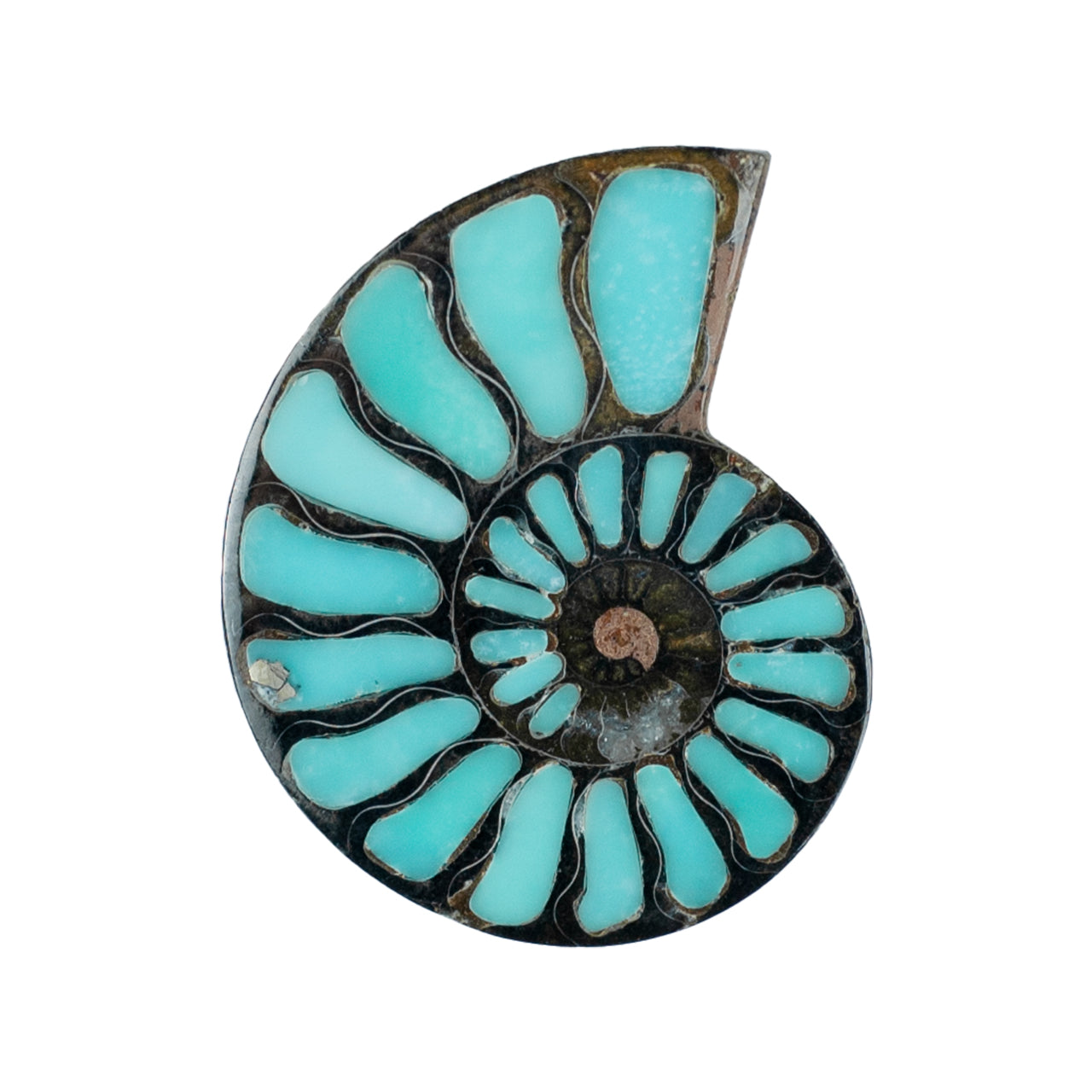 Ammonite with Turquoise Inlay Cabochon