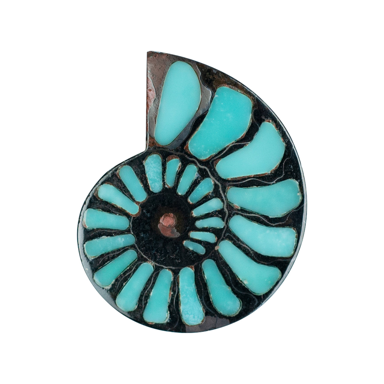 Ammonite with Turquoise Inlay Cabochon