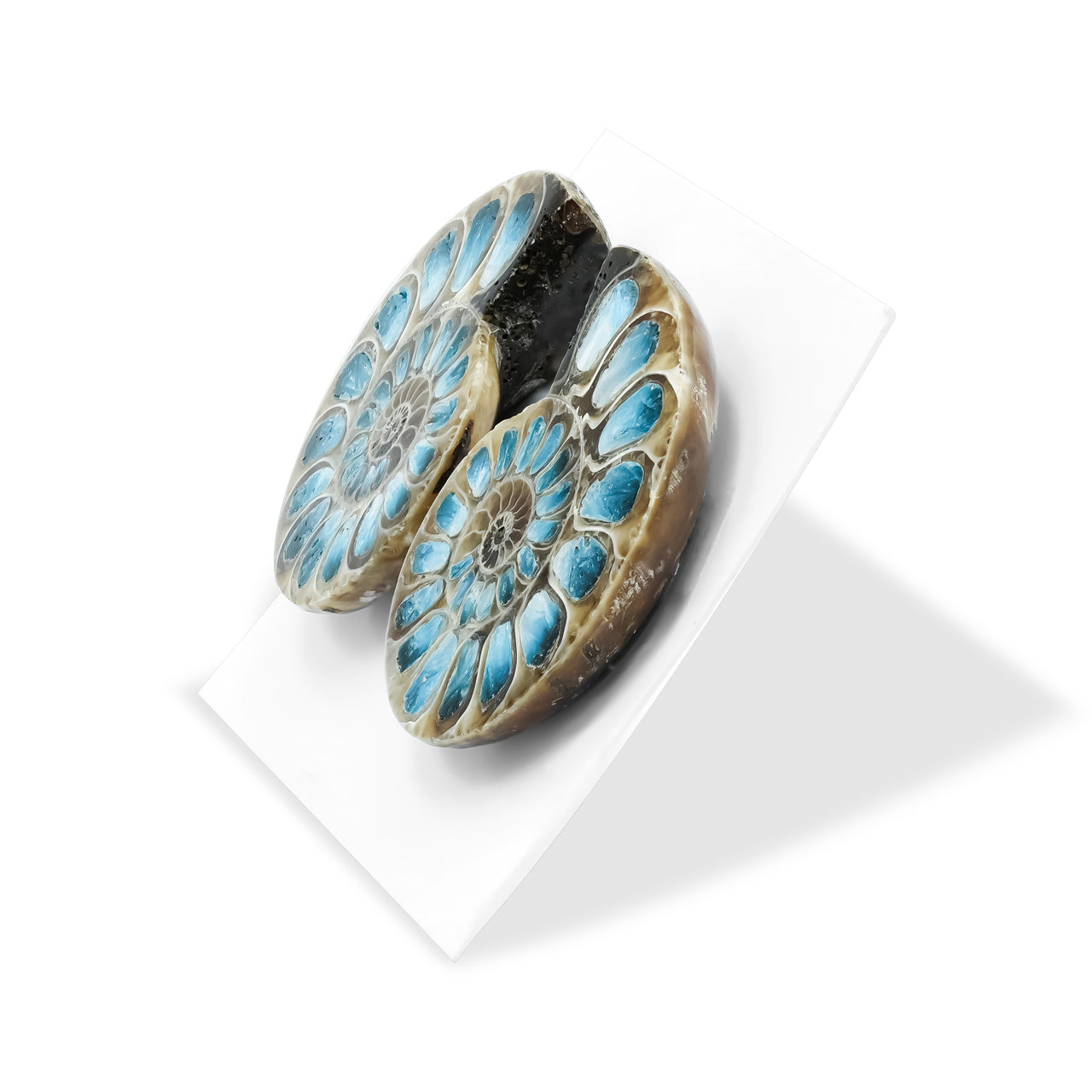 Ammonite Half with Blue Ice Glacierite Inlay Cabochon 31-33 mm