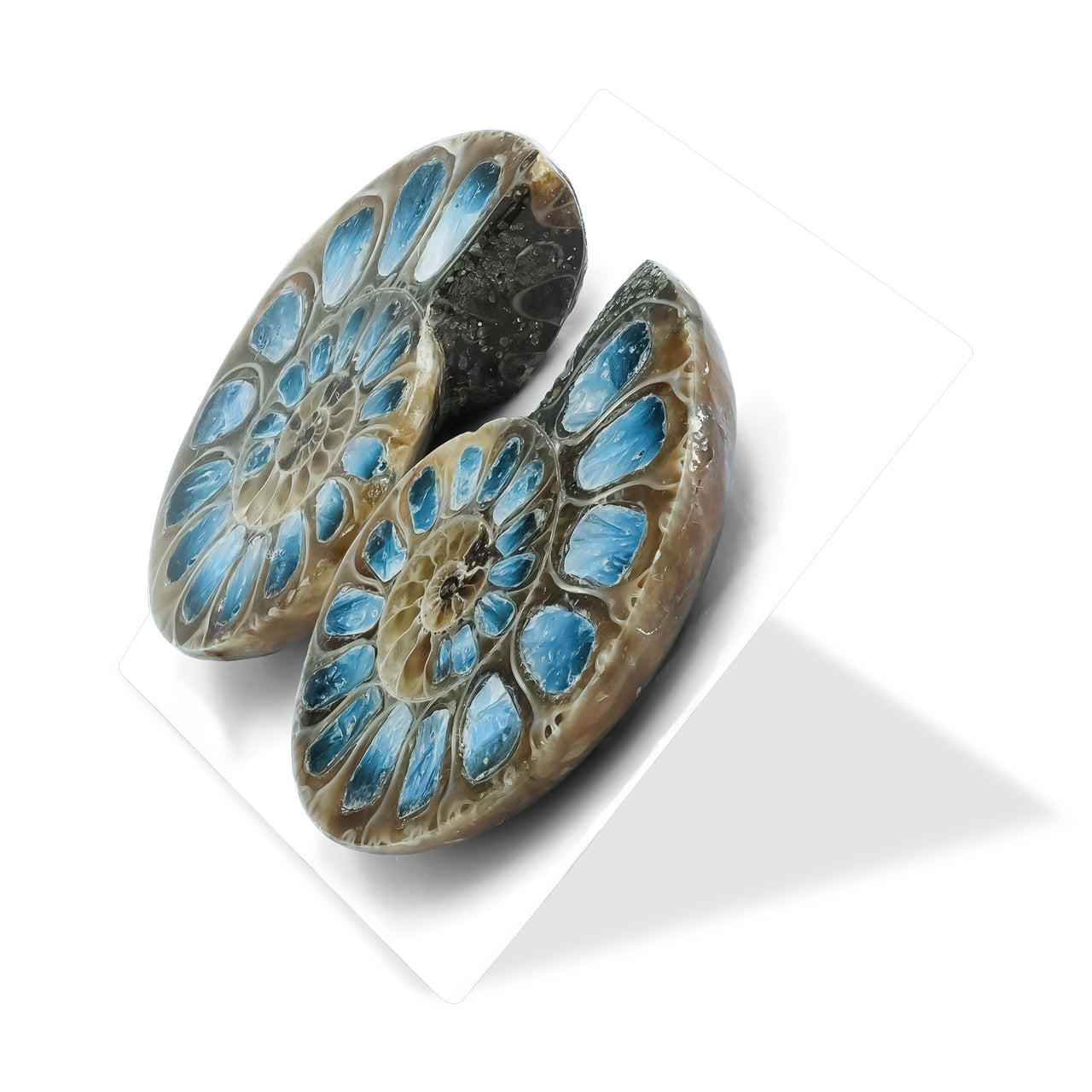 Ammonite Half with Blue Ice Glacierite Inlay Cabochon 28-30 mm