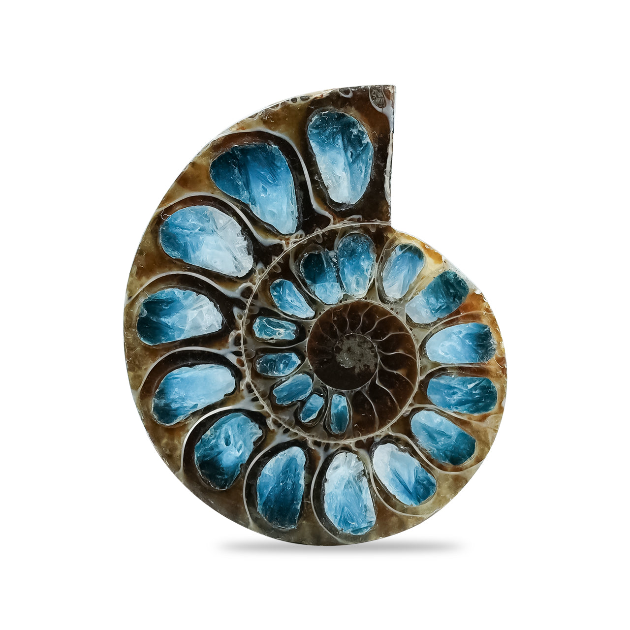 Ammonite Half with Blue Ice Glacierite Inlay Cabochon 33-36