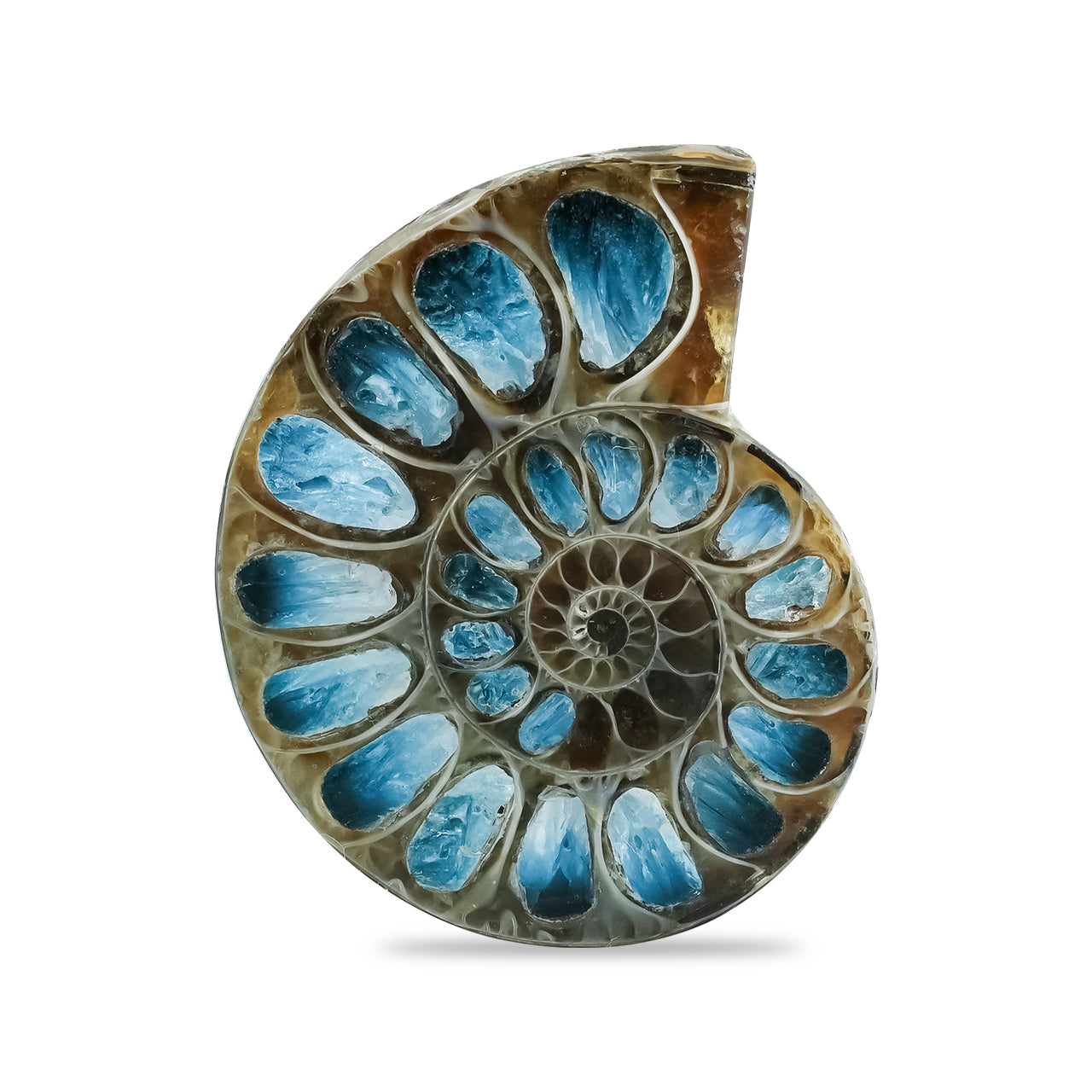 Ammonite Half with Blue Ice Glacierite Inlay Cabochon 33-36