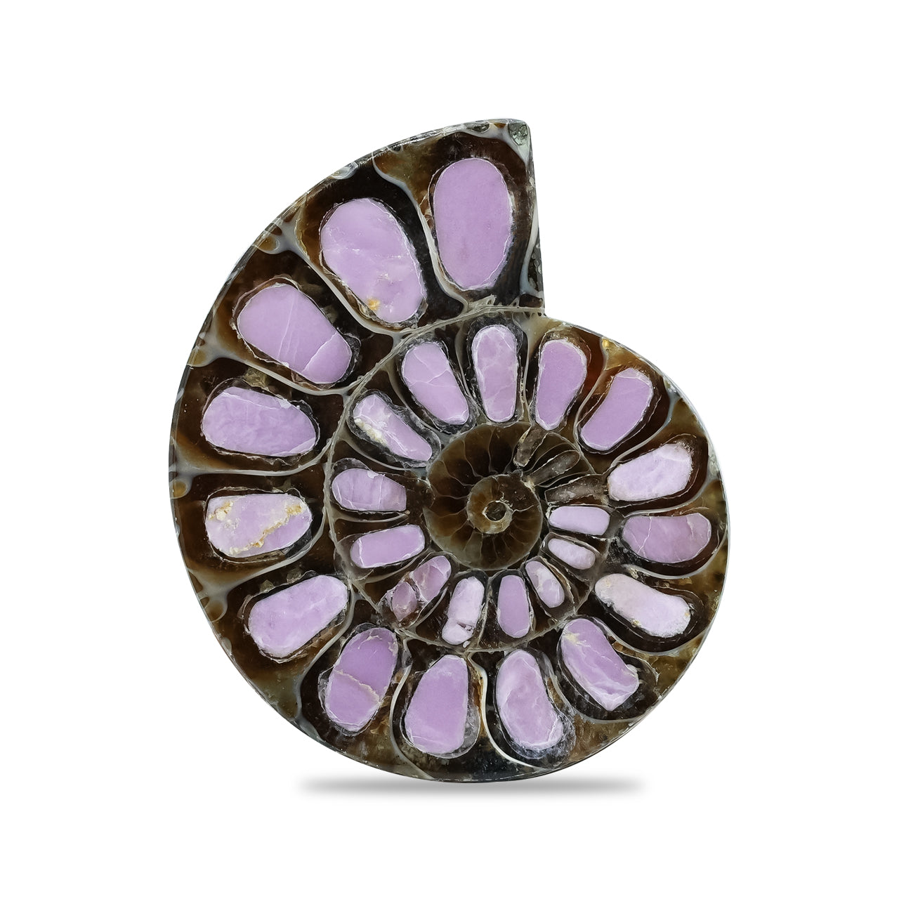 Ammonite with Phosphosiderite Inlay 33-36mm