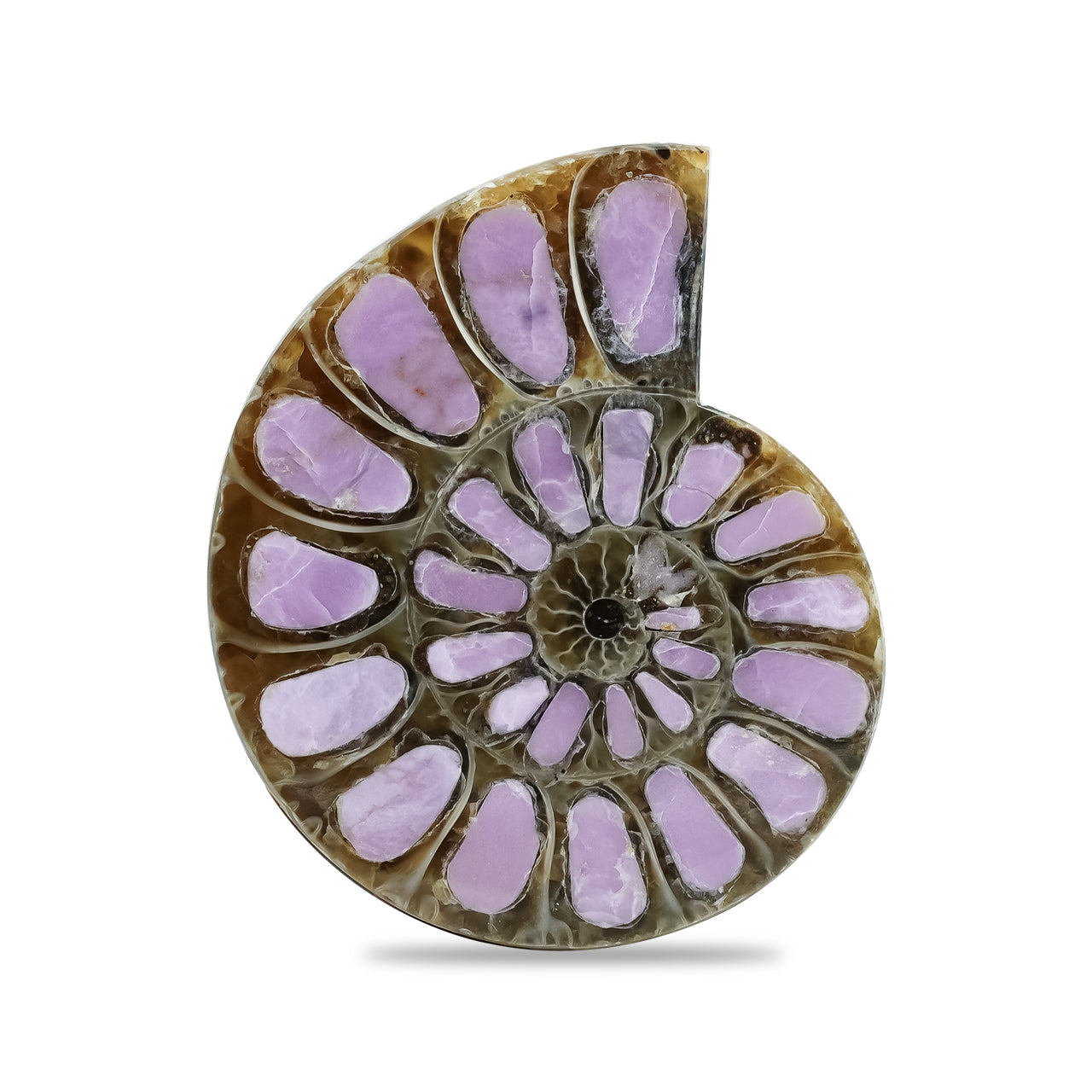 Ammonite with Phosphosiderite Inlay 33-36mm