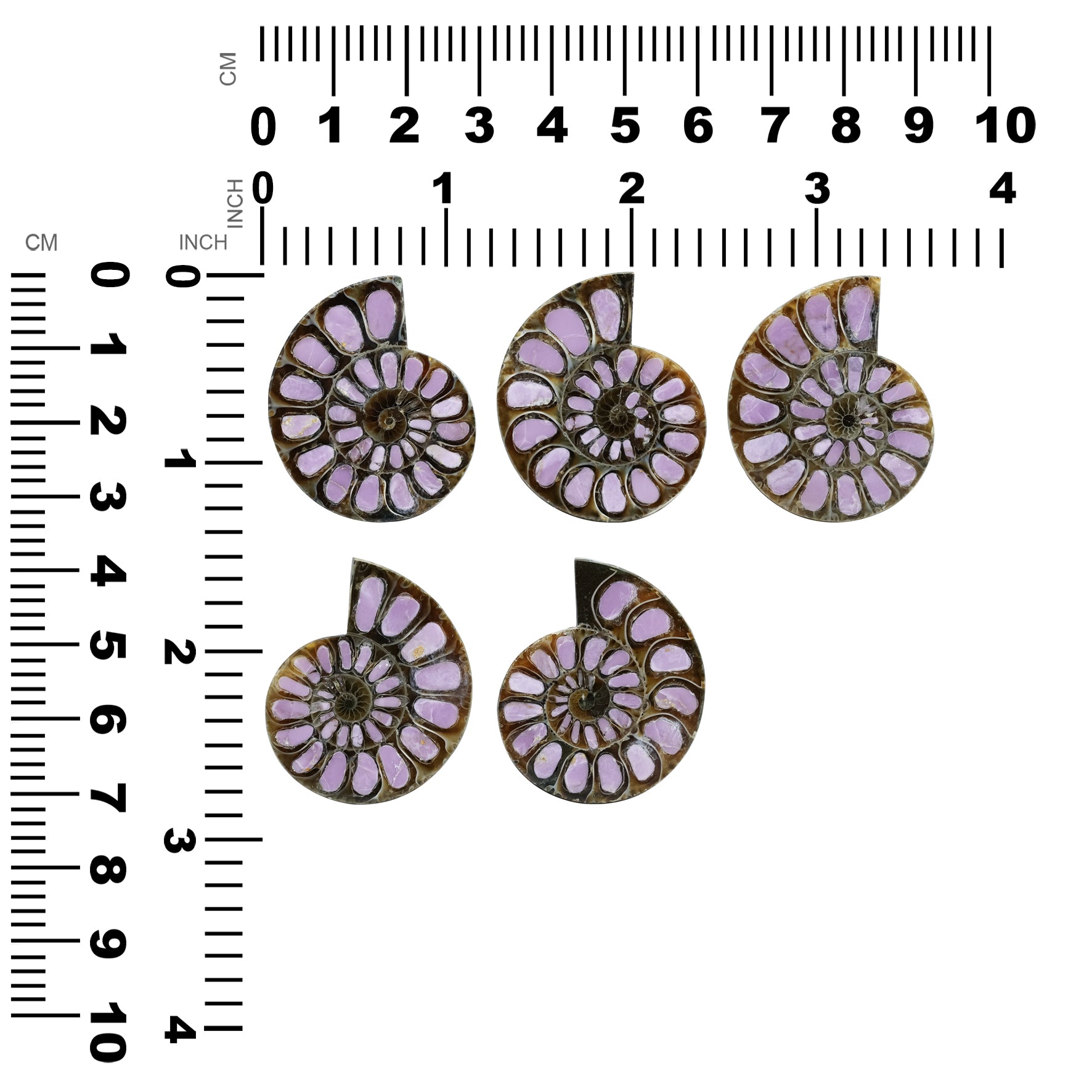 Ammonite with Phosphosiderite Inlay 33-36mm