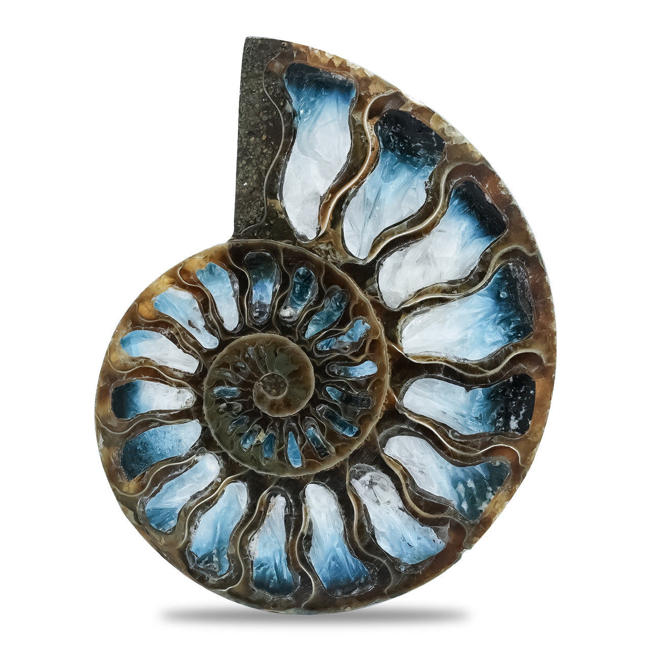 Ammonite Half with Blue Ice Glacierite Inlay Cabochon 58-60