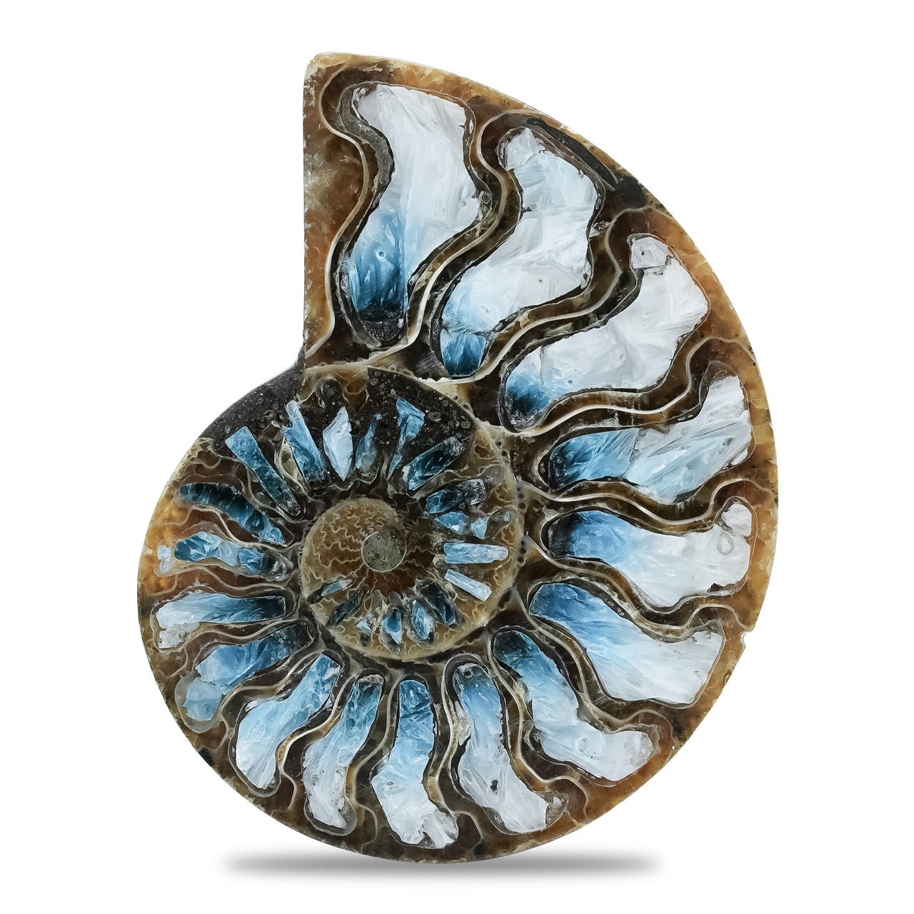 Ammonite Half with Blue Ice Glacierite Inlay Cabochon 58-60