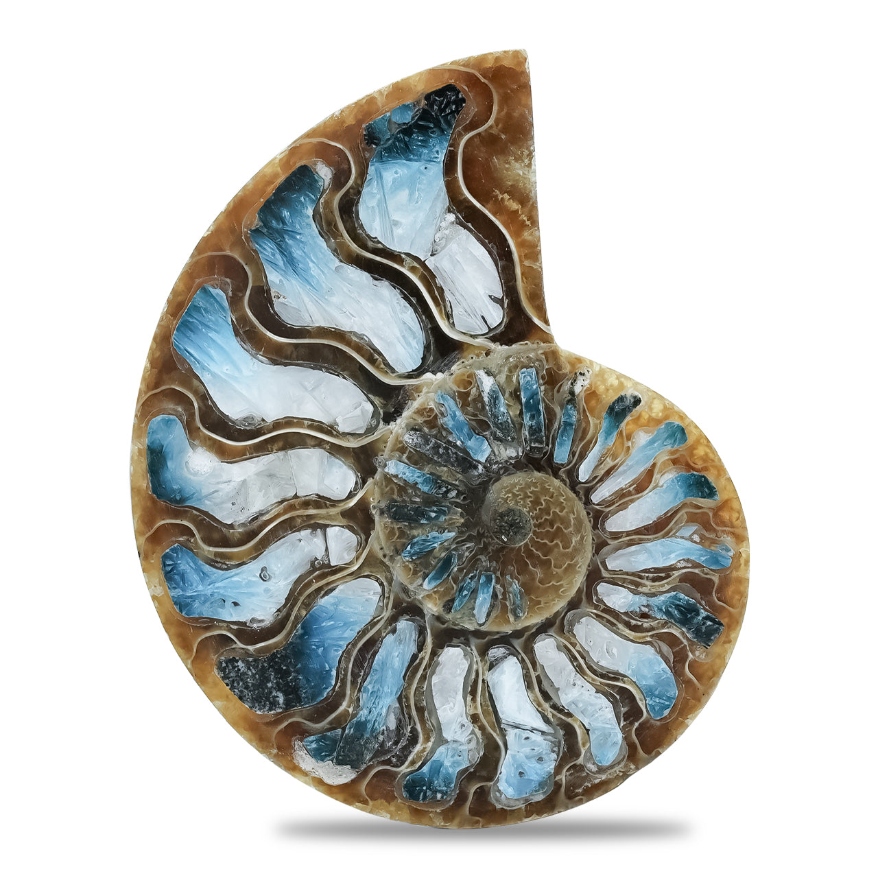 Ammonite Half with Blue Ice Glacierite Inlay Cabochon 58-60