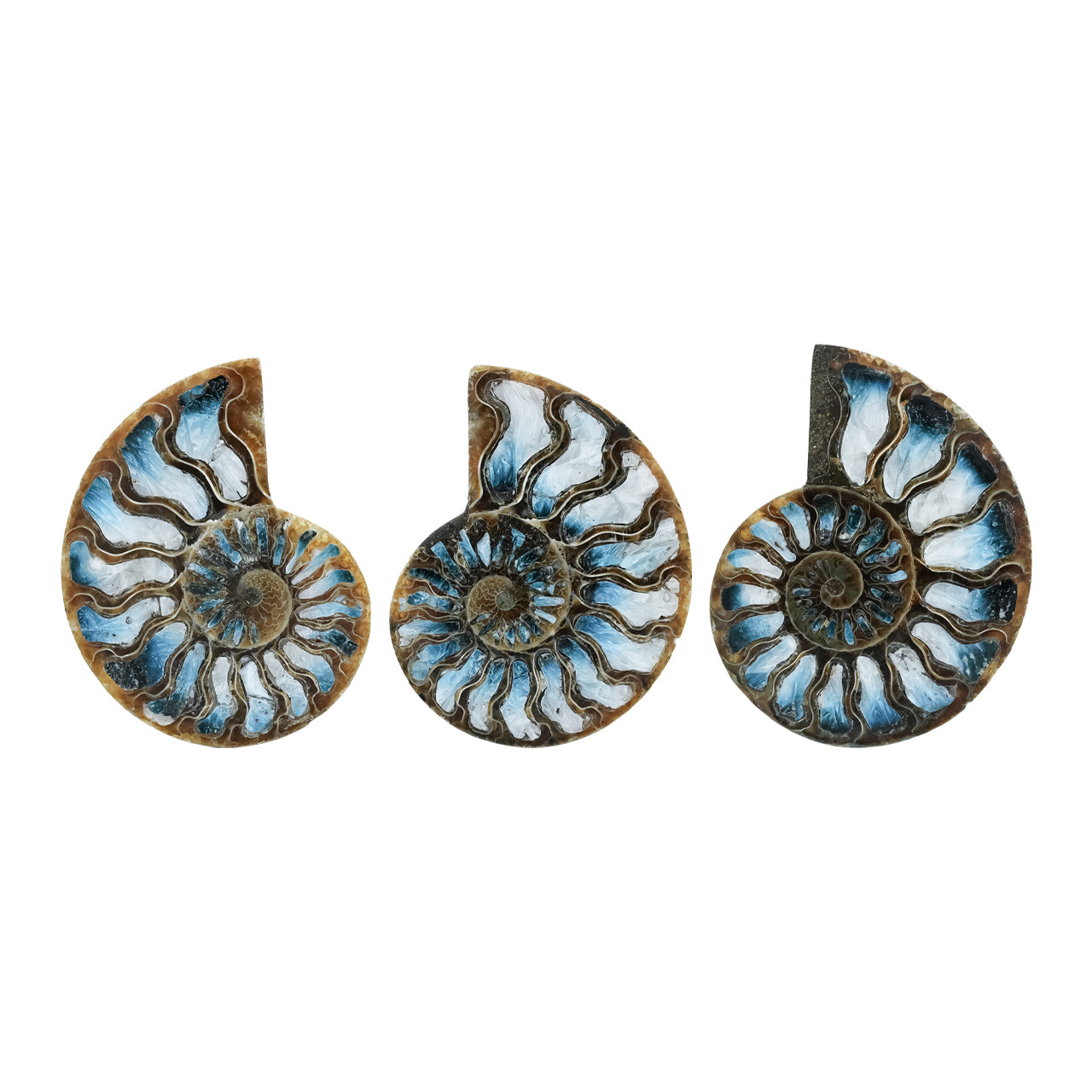 Ammonite Half with Blue Ice Glacierite Inlay Cabochon 58-60