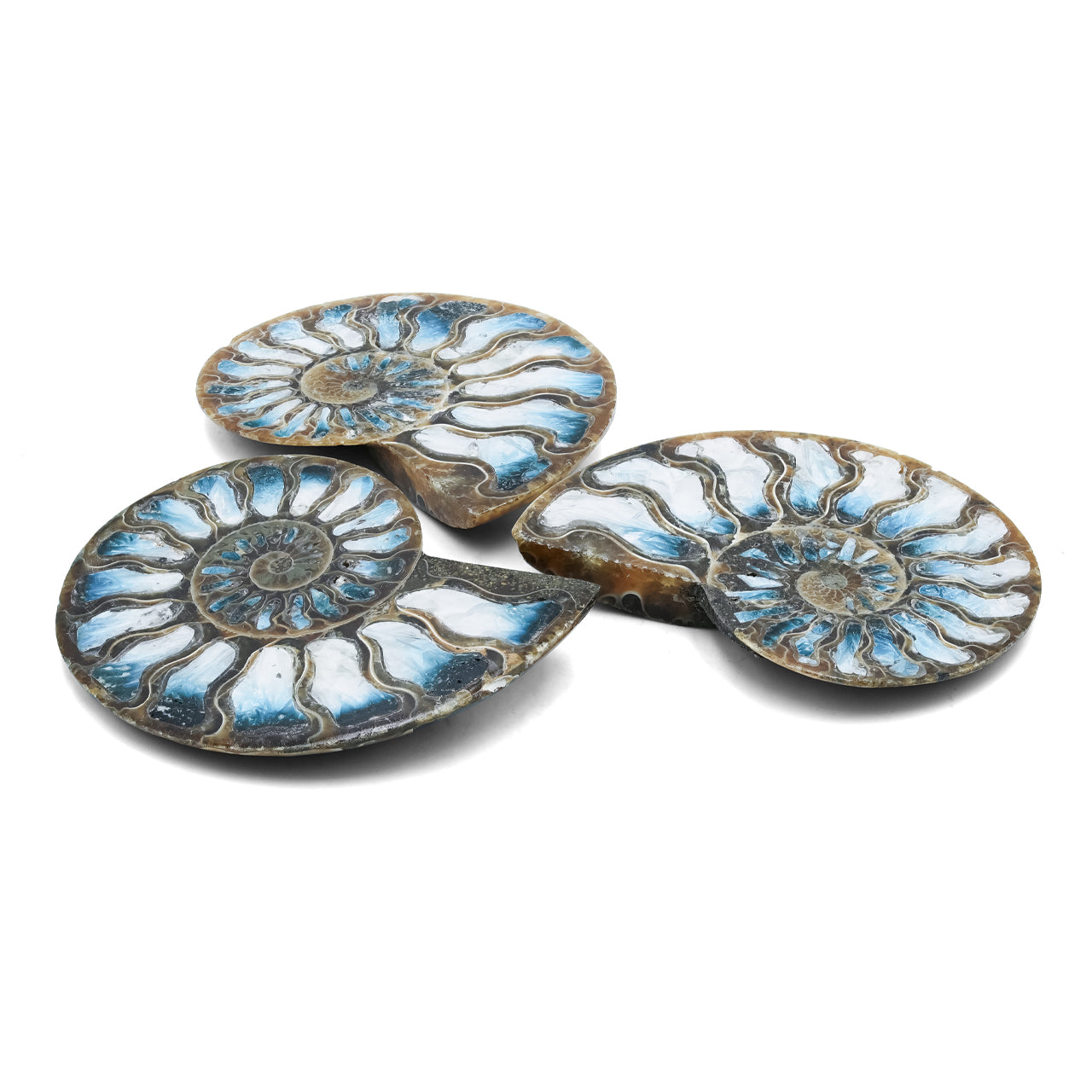 Ammonite Half with Blue Ice Glacierite Inlay Cabochon 58-60