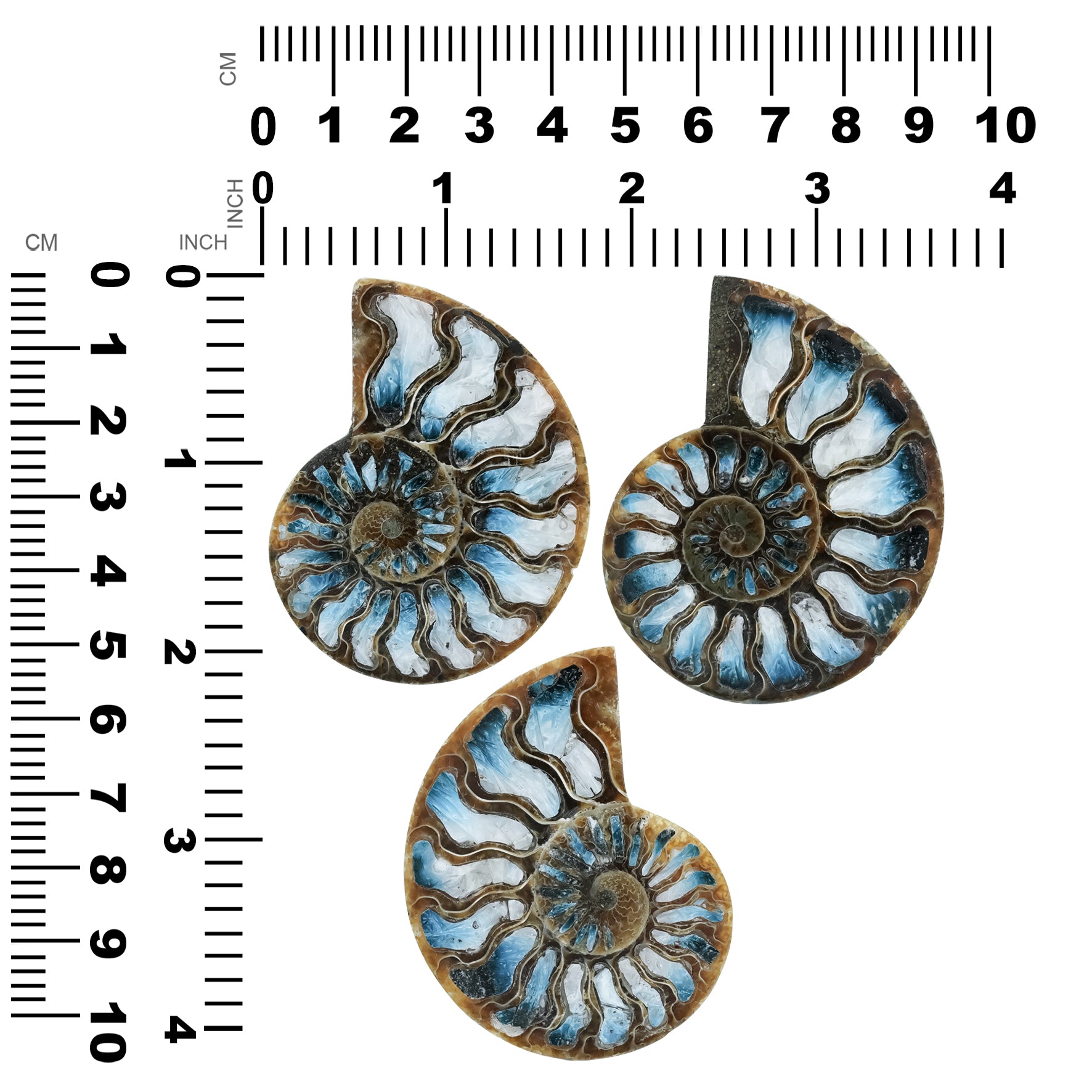 Ammonite Half with Blue Ice Glacierite Inlay Cabochon 58-60