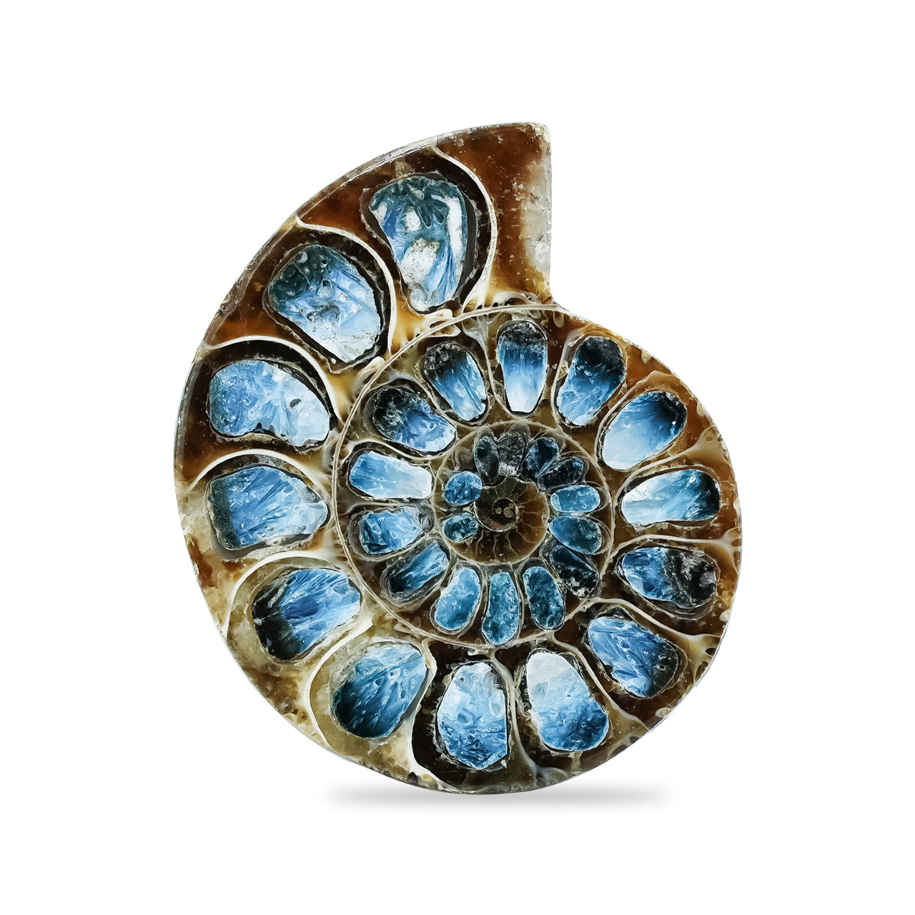 Ammonite Half with Blue Ice Glacierite Inlay Cabochon 42-44 mm