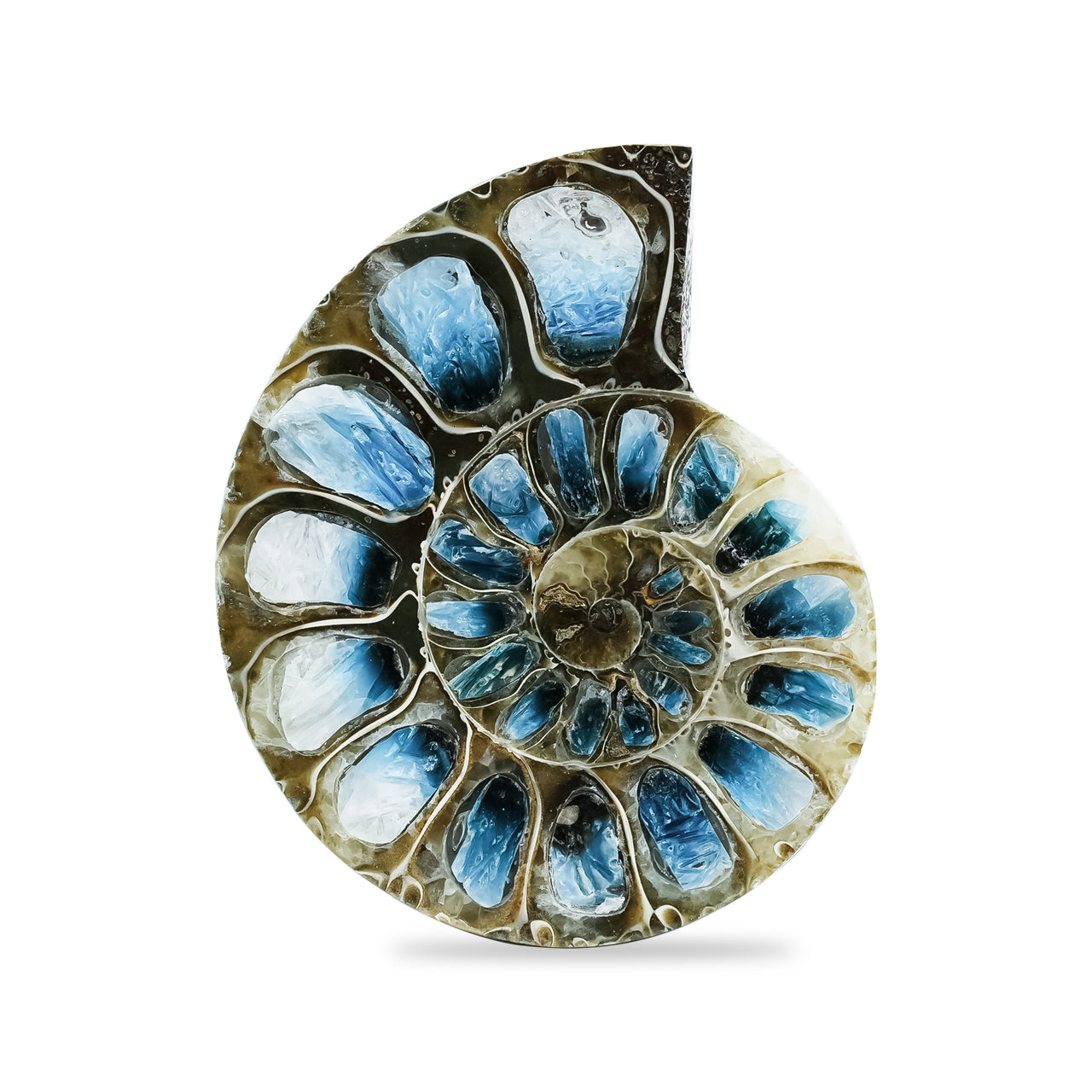 Ammonite Half with Blue Ice Glacierite Inlay Cabochon 42-44 mm