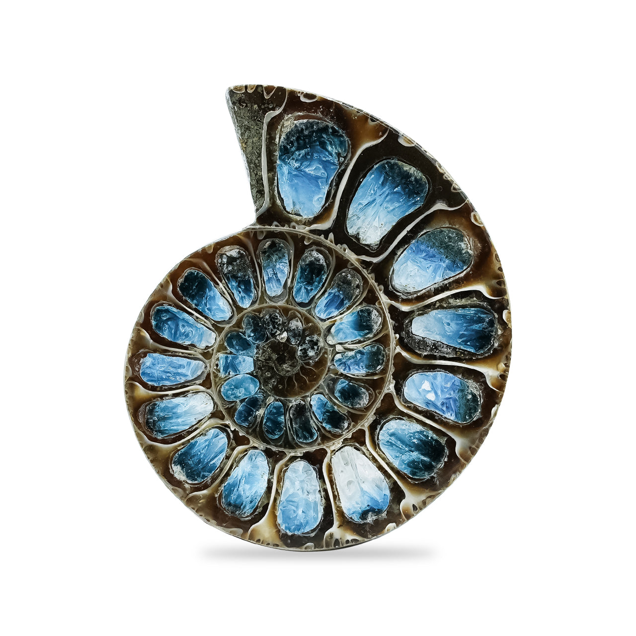 Ammonite Half with Blue Ice Glacierite Inlay Cabochon 42-44 mm