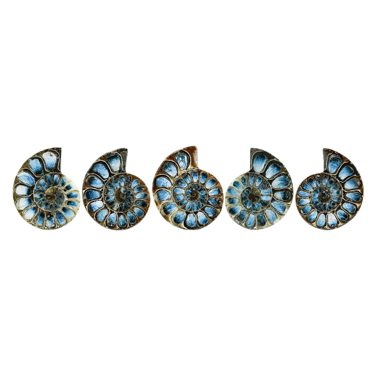 Ammonite Half with Blue Ice Glacierite Inlay Cabochon 42-44 mm