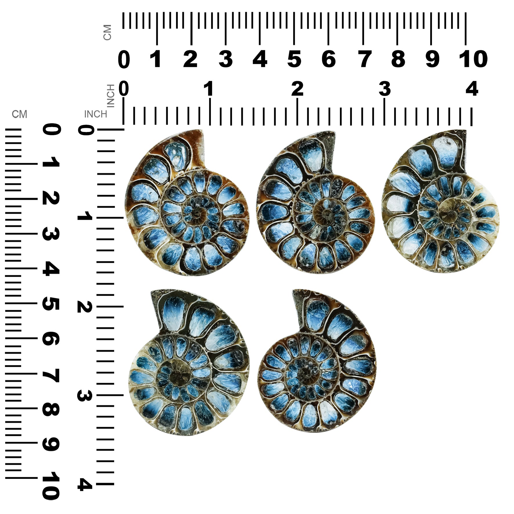 Ammonite Half with Blue Ice Glacierite Inlay Cabochon 42-44 mm