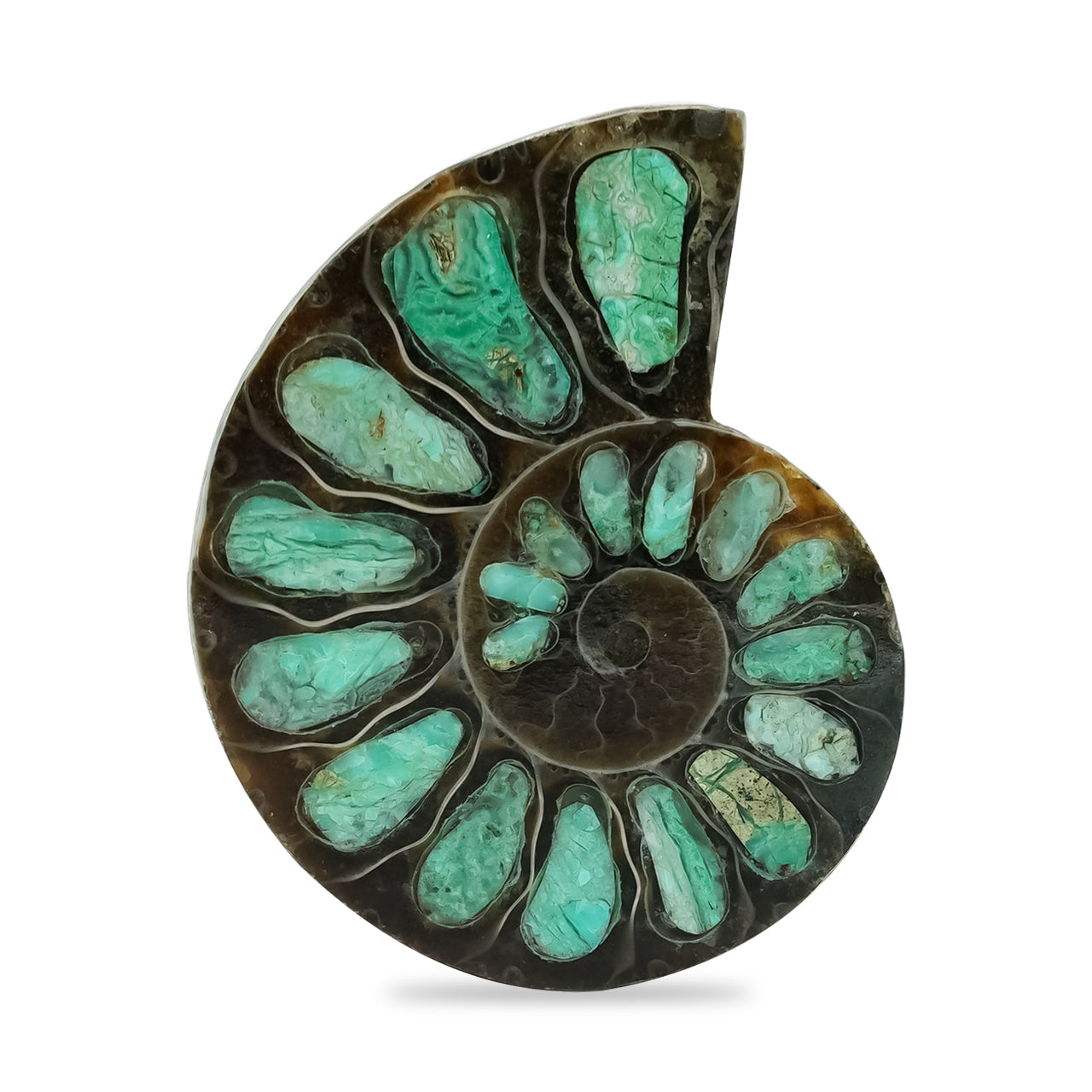 Ammonite with Smithsonite Inlay