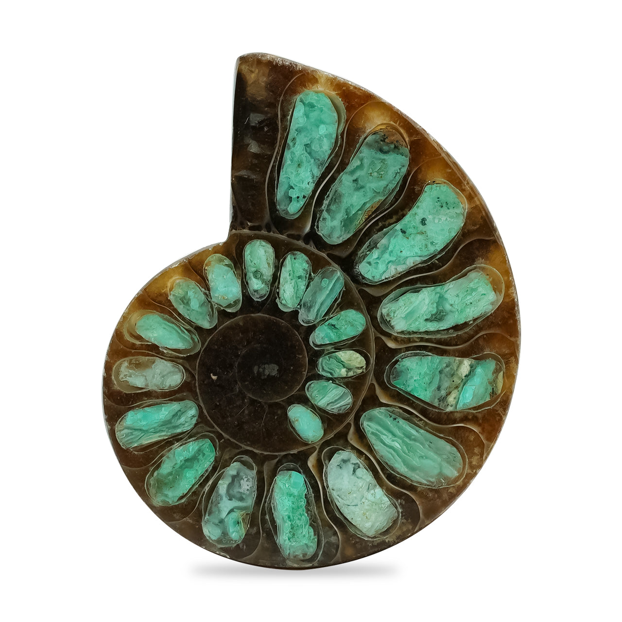 Ammonite with Smithsonite Inlay