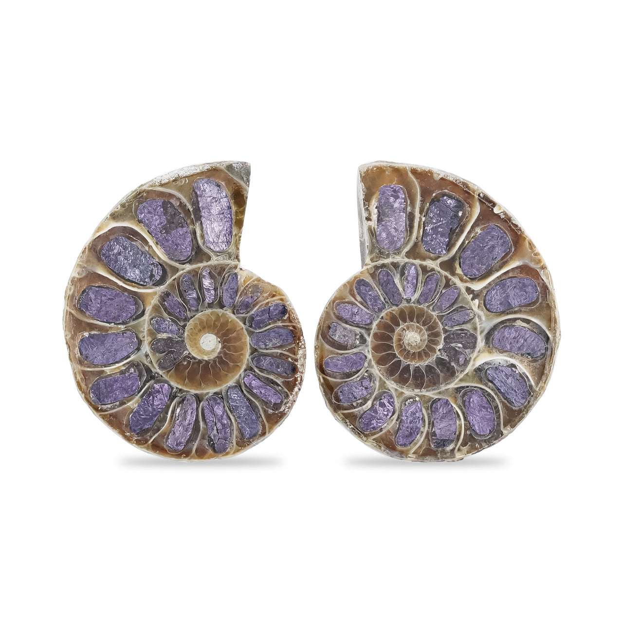 Ammonite Half with Purpurite Inlay Cabochon 22-24 mm