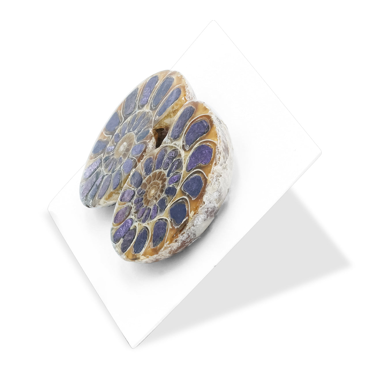 Ammonite Half with Purpurite Inlay Cabochon 22-24 mm