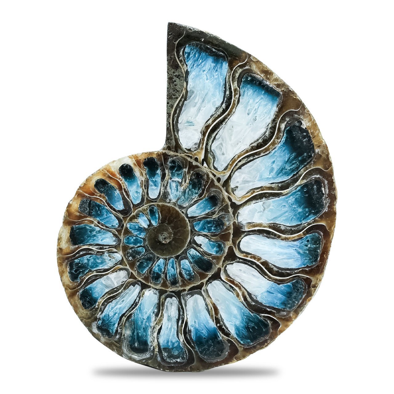 Ammonite Half with Blue Ice Glacierite Inlay Cabochon 52-55