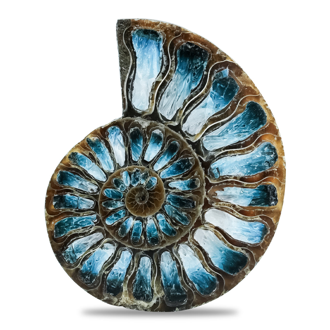 Ammonite Half with Blue Ice Glacierite Inlay Cabochon 52-55