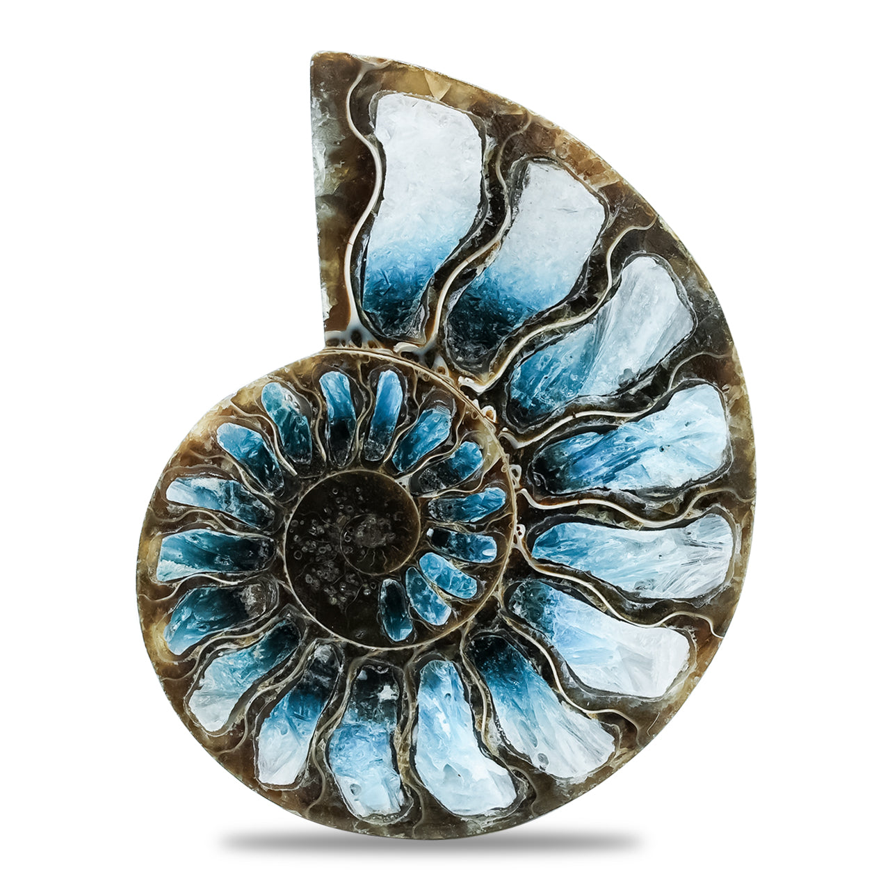 Ammonite Half with Blue Ice Glacierite Inlay Cabochon 52-55