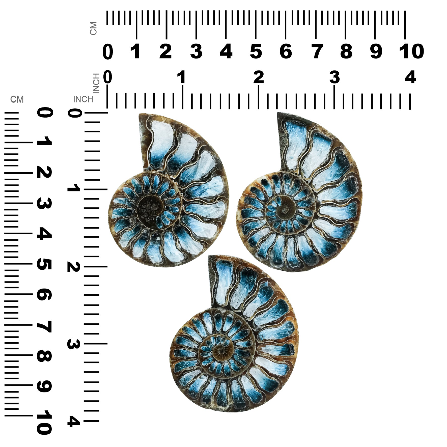 Ammonite Half with Blue Ice Glacierite Inlay Cabochon 52-55