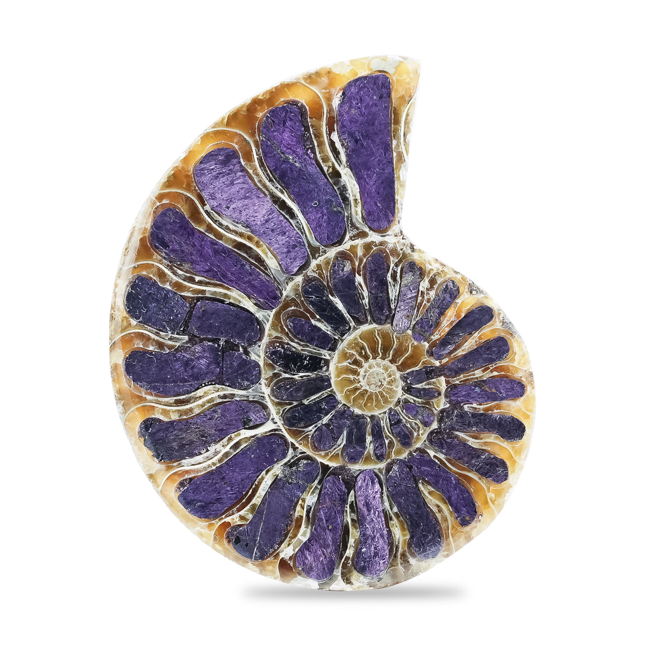 mmonite Half with Purpurite Inlay Cabochon 36-40 mm