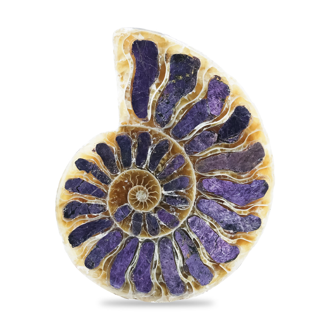 mmonite Half with Purpurite Inlay Cabochon 36-40 mm