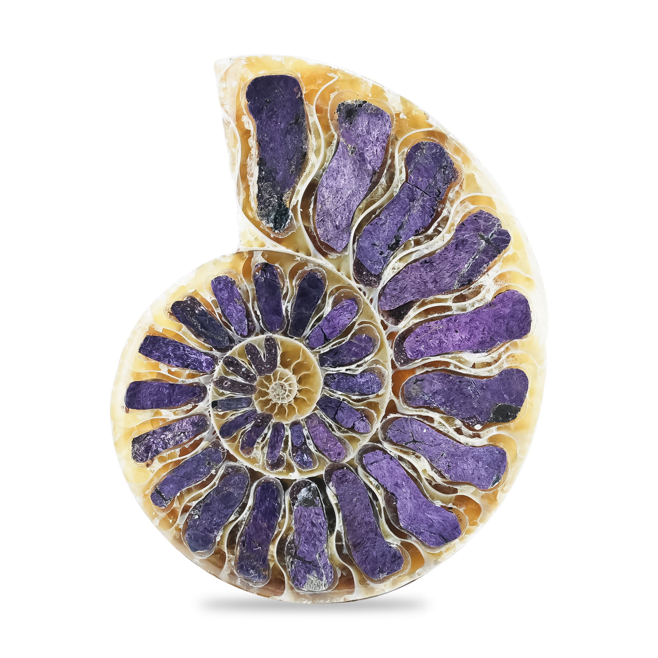 mmonite Half with Purpurite Inlay Cabochon 36-40 mm