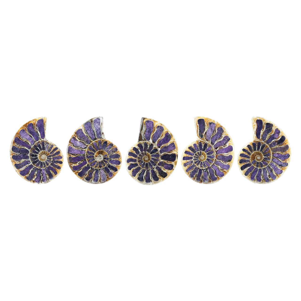 mmonite Half with Purpurite Inlay Cabochon 36-40 mm