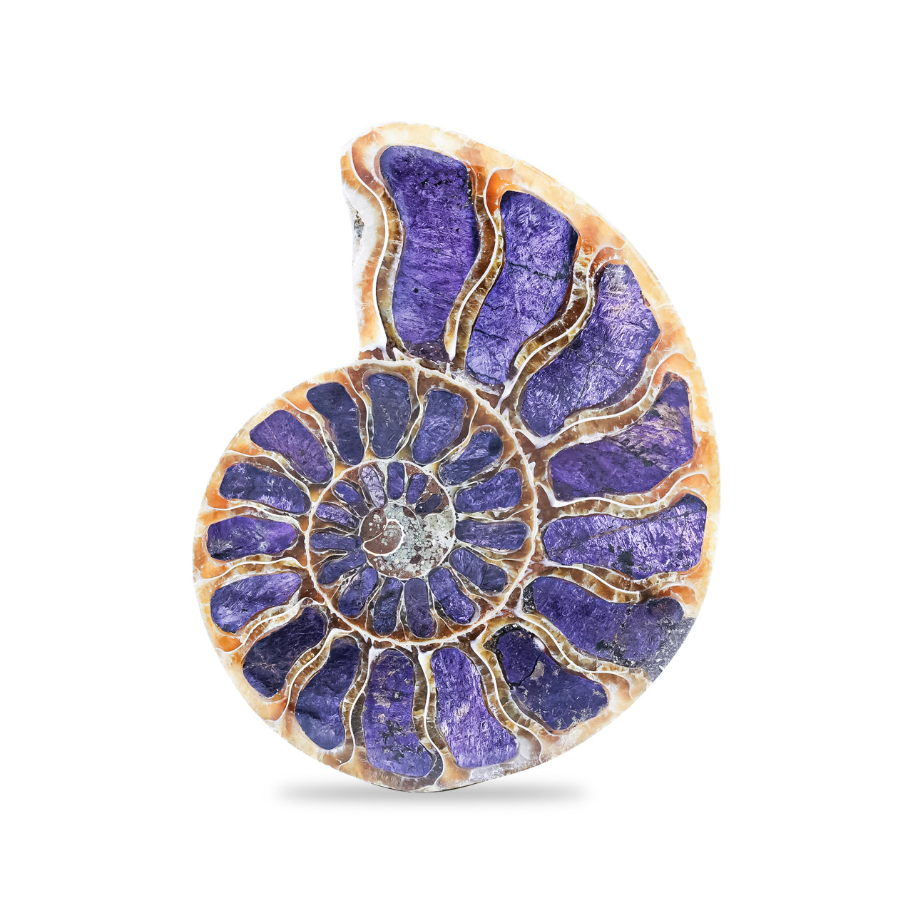 Ammonite Half with Purpurite Inlay Cabochon 56-60 mm