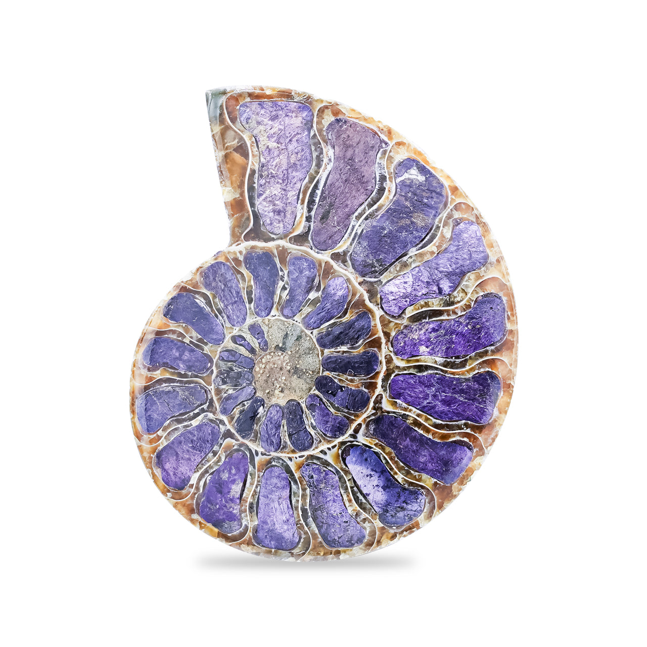 Ammonite Half with Purpurite Inlay Cabochon 56-60 mm