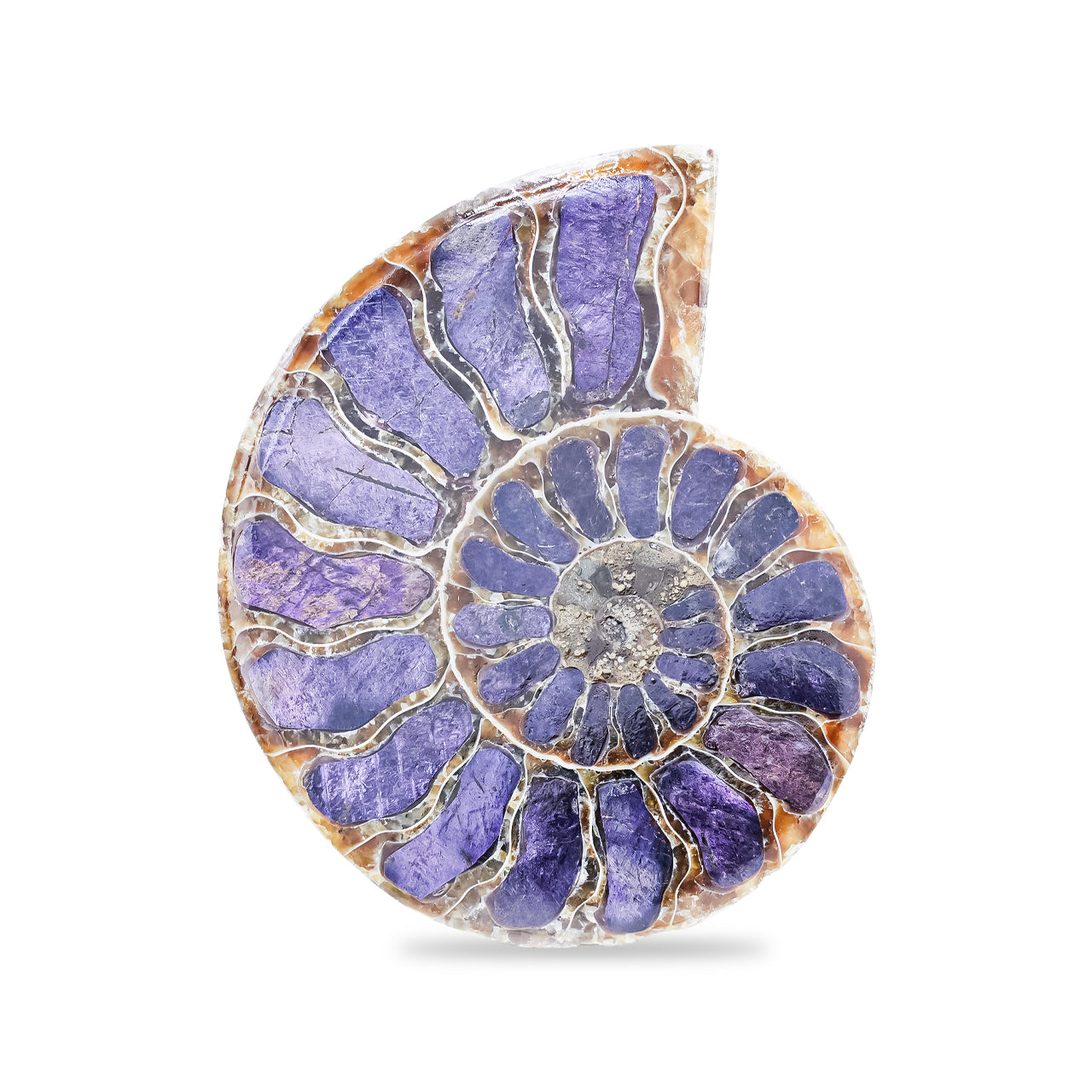 Ammonite Half with Purpurite Inlay Cabochon 56-60 mm