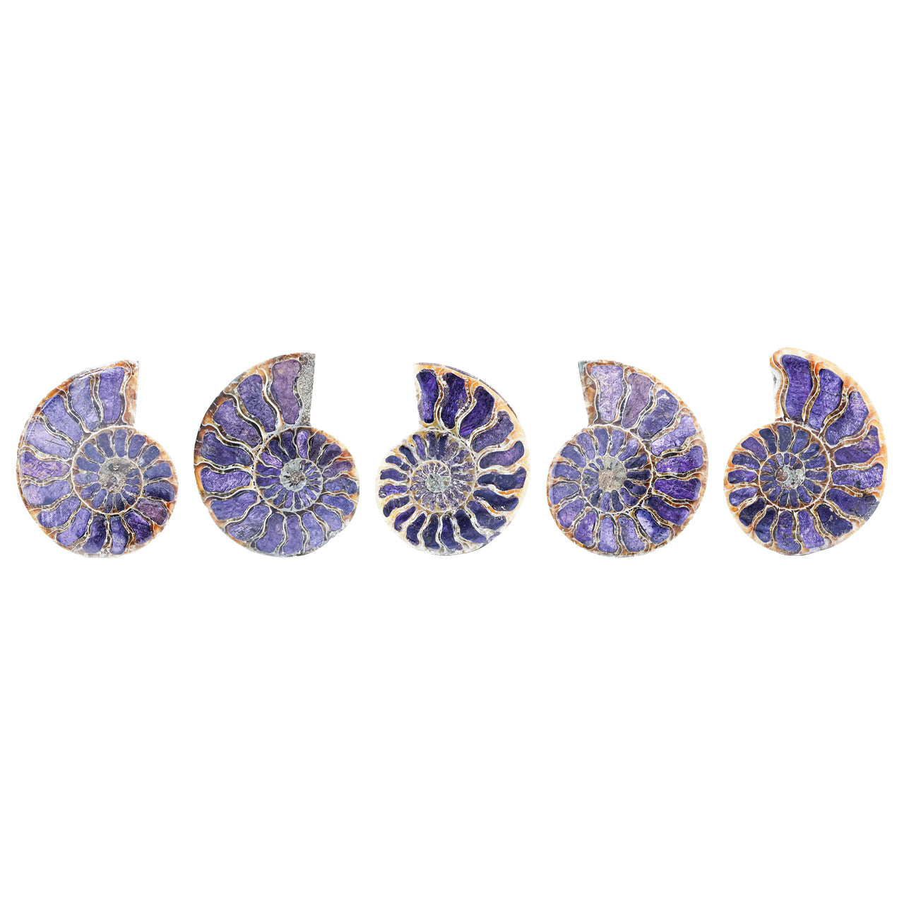 Ammonite Half with Purpurite Inlay Cabochon 56-60 mm