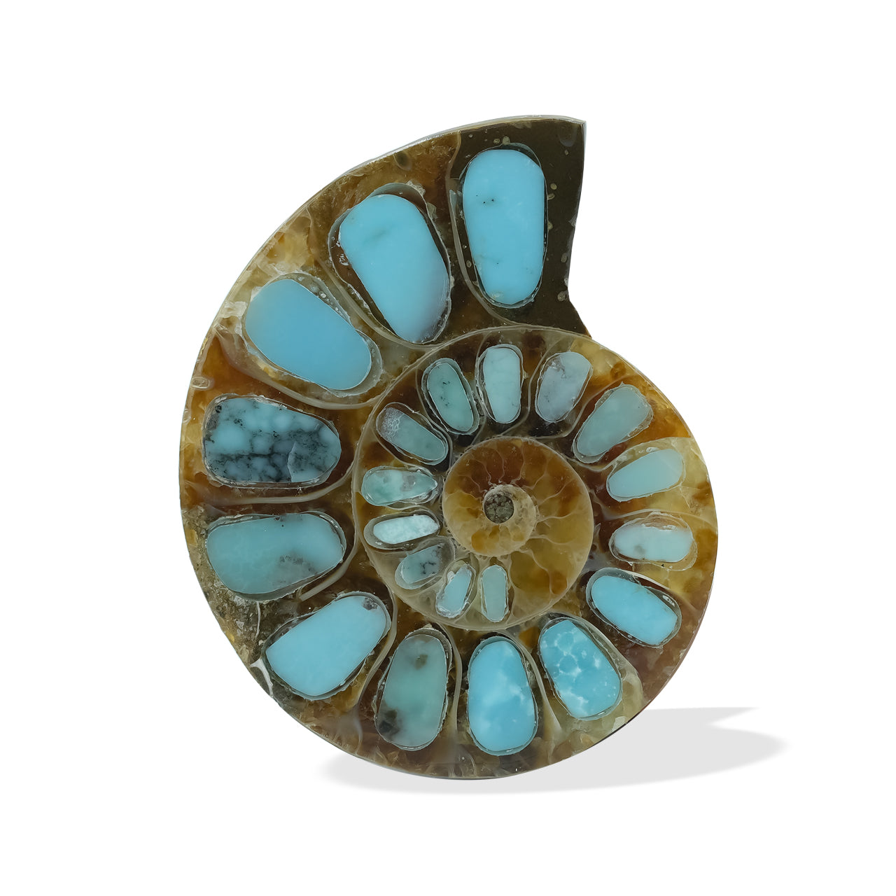 Ammonite with Turquoise 26-28mm