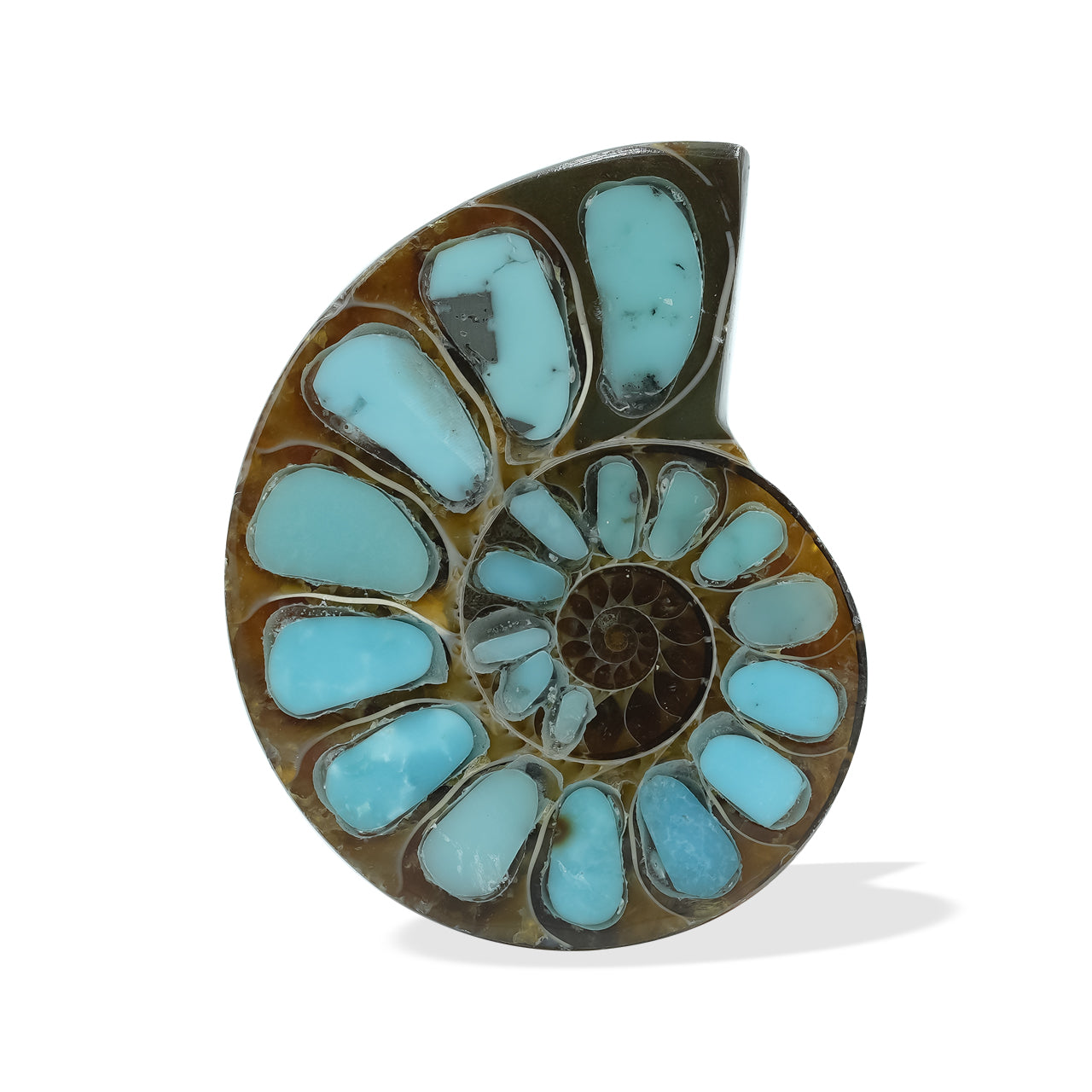 Ammonite with Turquoise 26-28mm