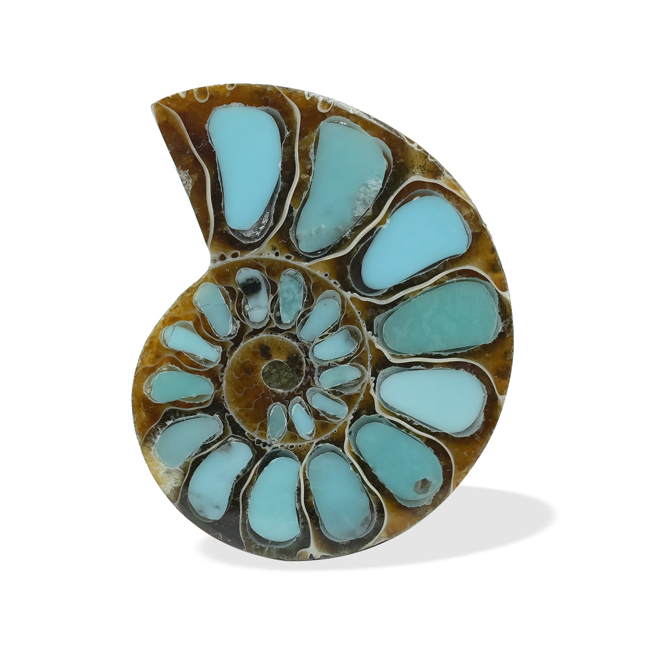 Ammonite with Turquoise 26-28mm