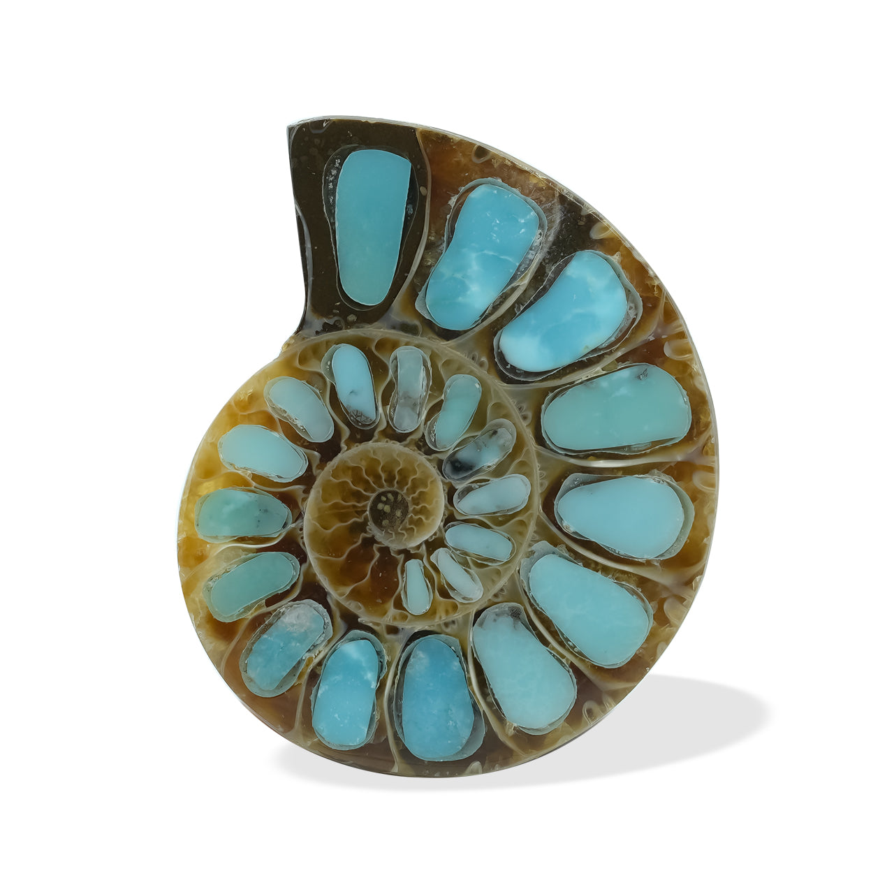 Ammonite with Turquoise 26-28mm