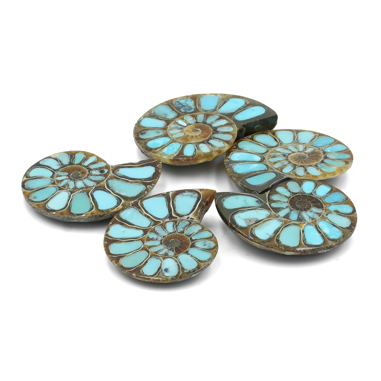 Ammonite with Turquoise 26-28mm