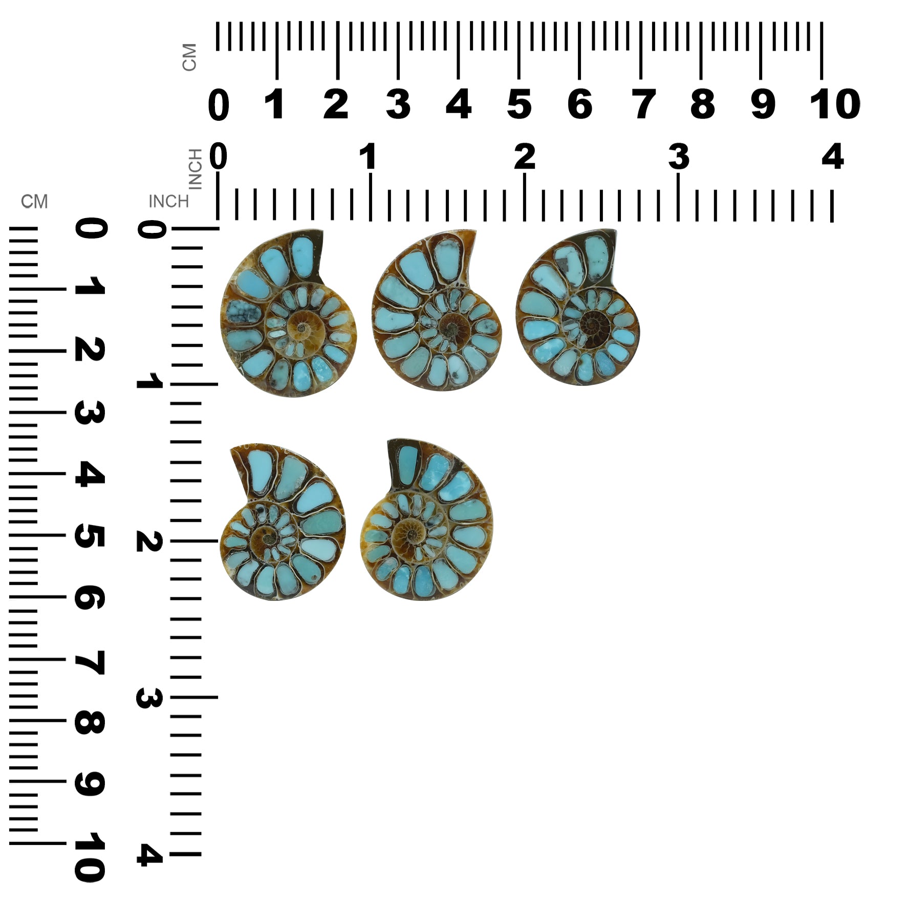 Ammonite with Turquoise 26-28mm