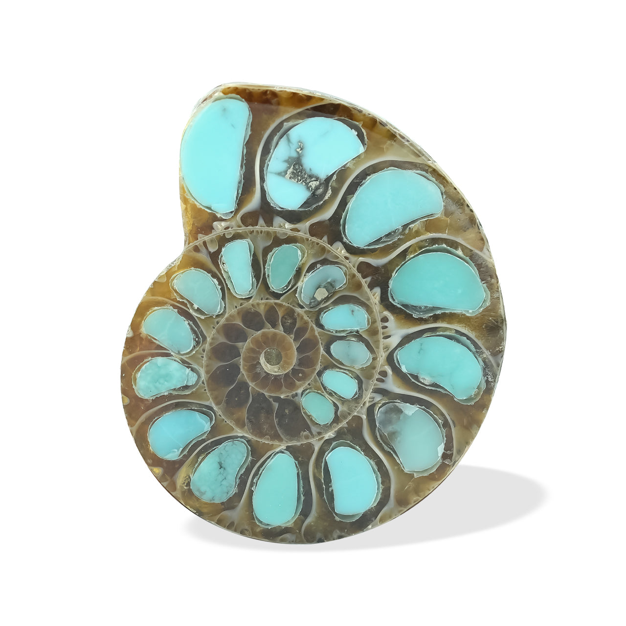 Ammonite with Turquoise 29-30mm