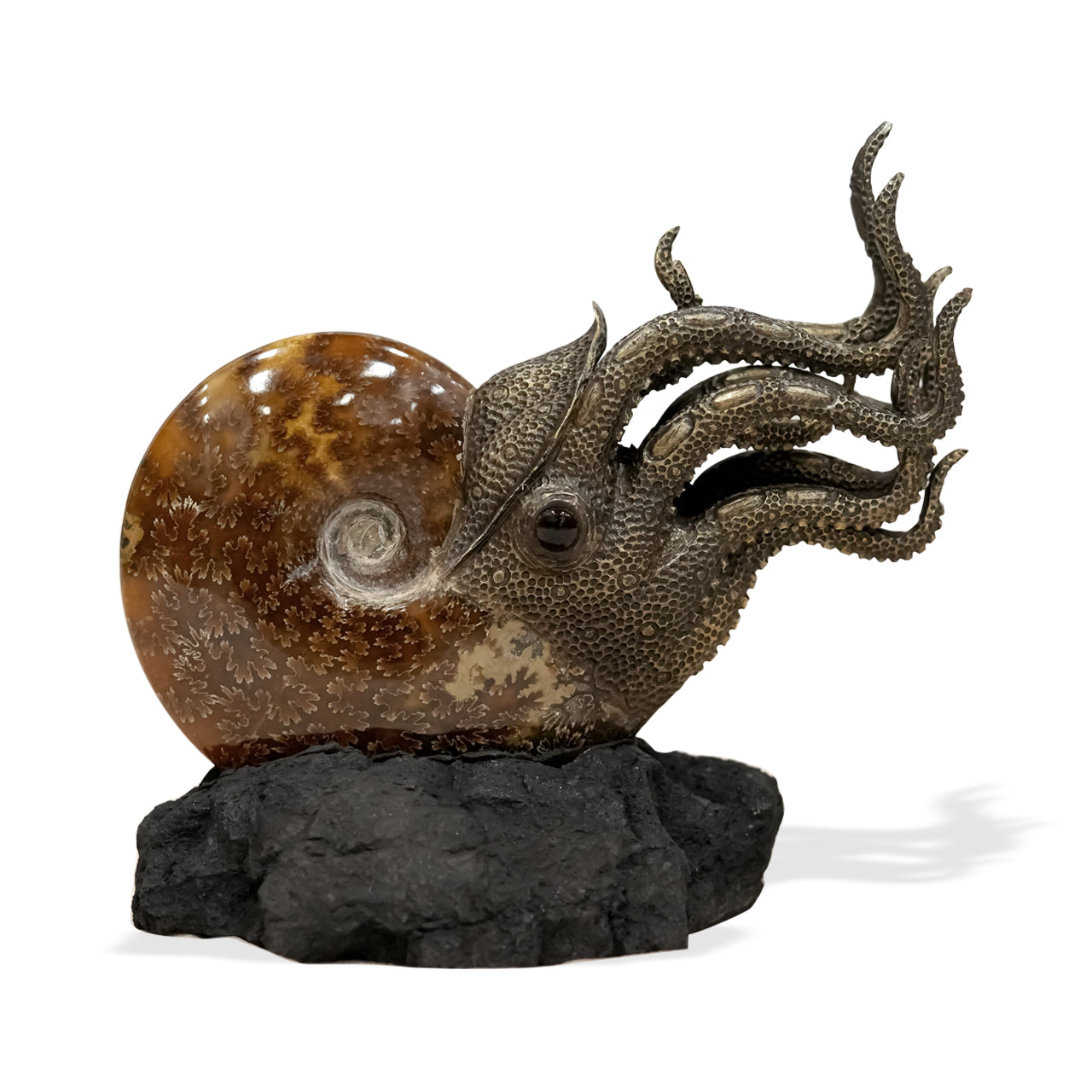 Ammonite Nautilus with its lava stone 20 cm in height.